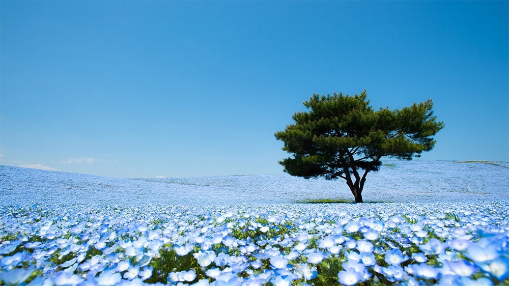 Море цветов в Японии