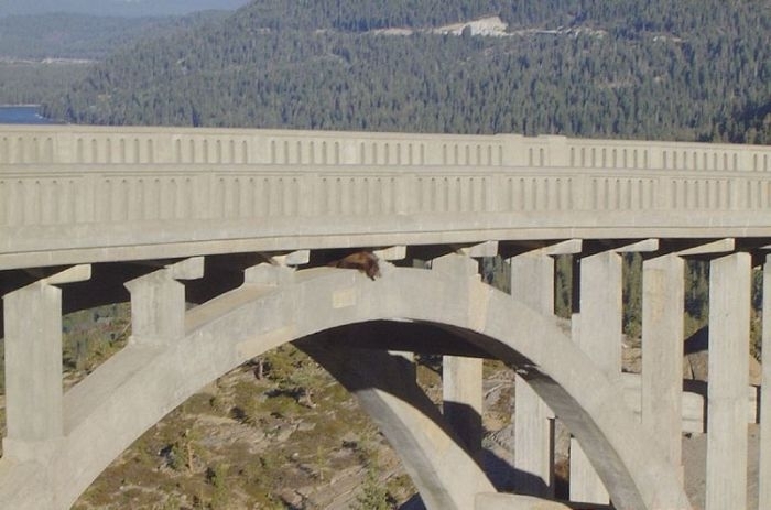 Спасение медведя, который сутки провисел под мостом цепляясь за жизнь