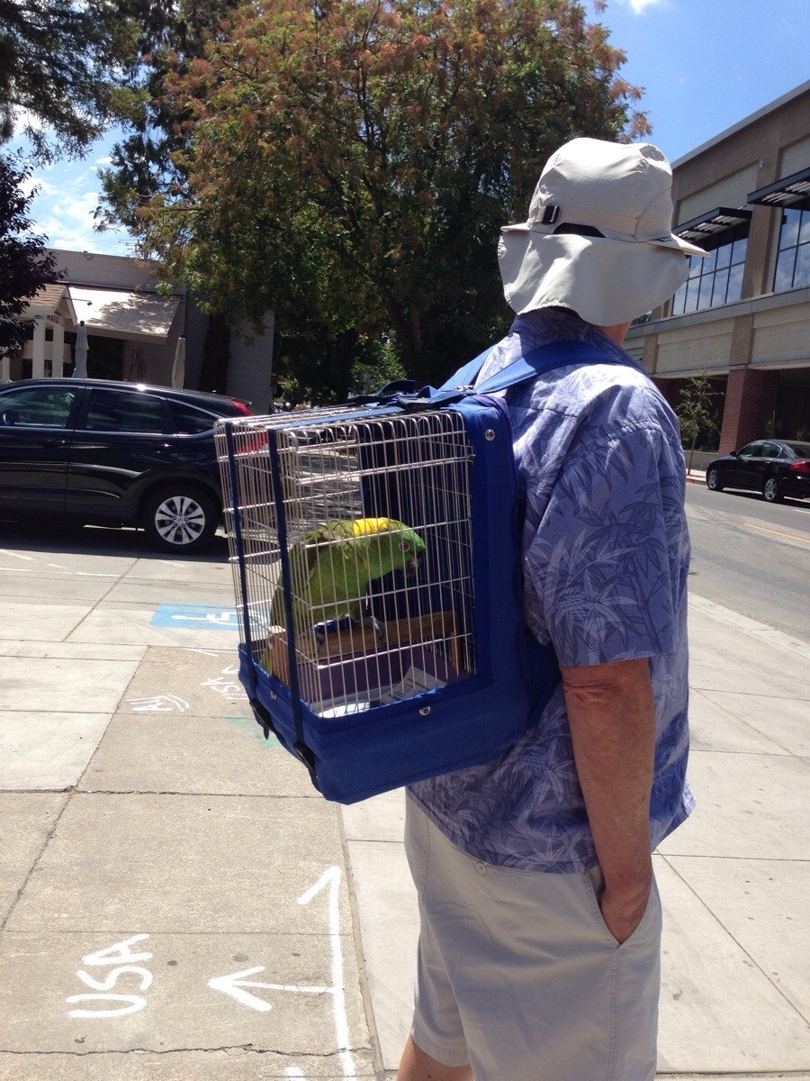 Рюкзак для попугая