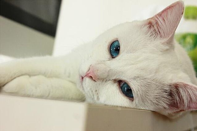 Кошка с шикарными глазами