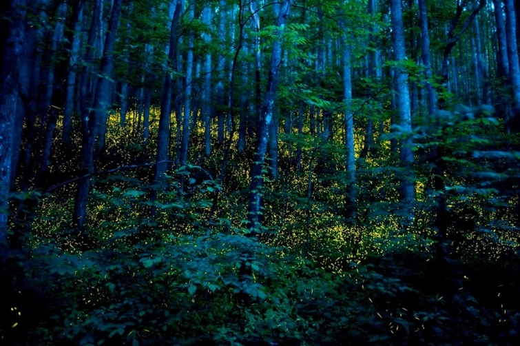 Самые удивительные уголки природы, которые светятся ночью