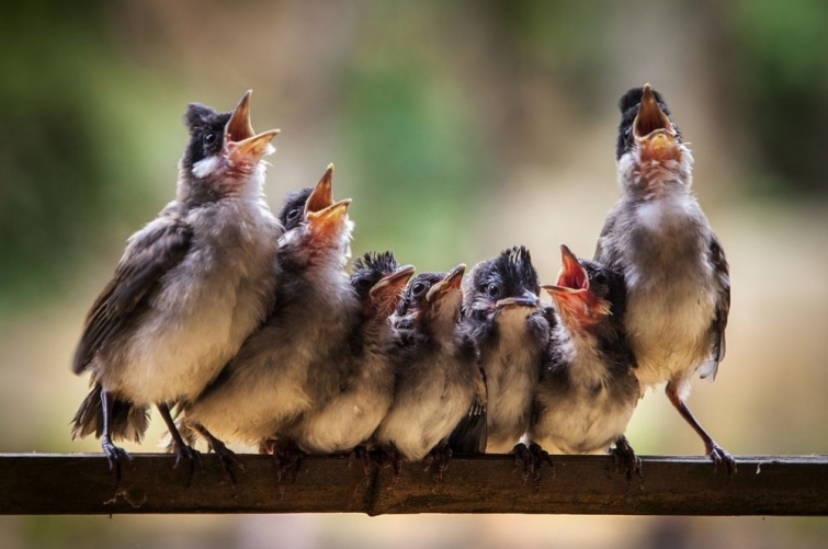 National Geographic: лучшие фотографии июня