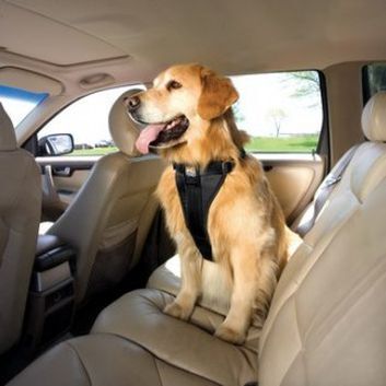 Как перевозить животных в автомобиле