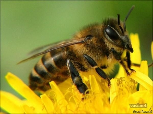 Любопытное о пчелах