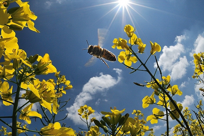 Любопытное о пчелах