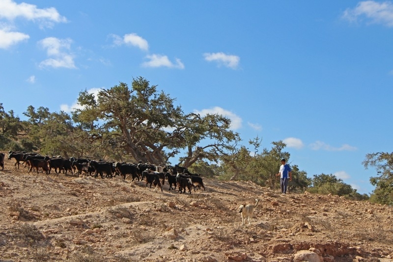 Марокко: козы на деревьях
