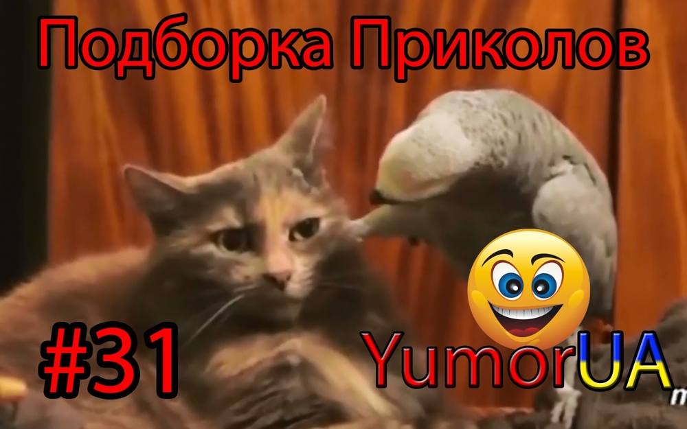 Подборка Лучших Приколов, выпуск 31 / Compilation of funny video, part 