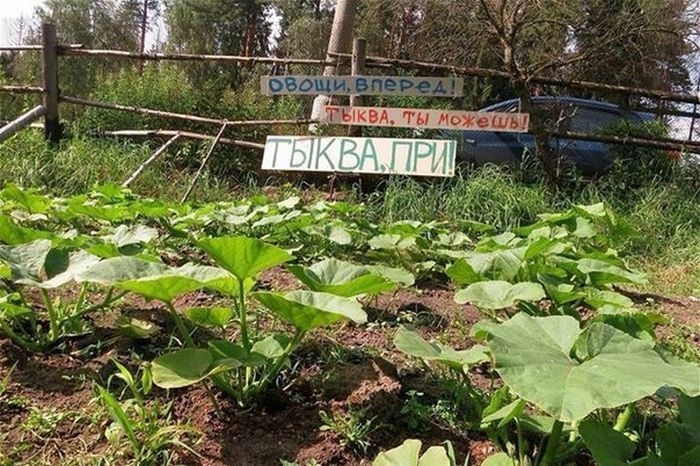 Такое возможно только в России