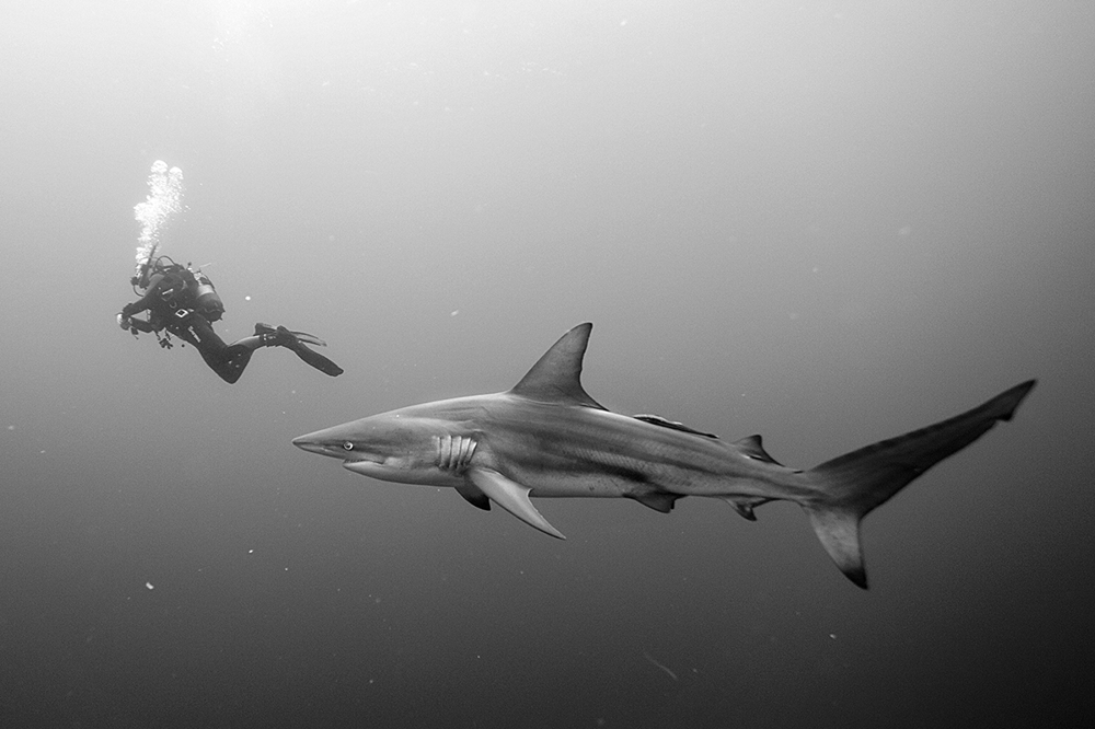 Акулы на расстоянии вытянутой руки (15 фото)