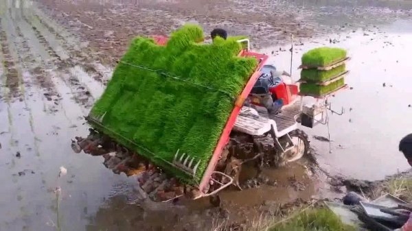 Машинка для посадки риса