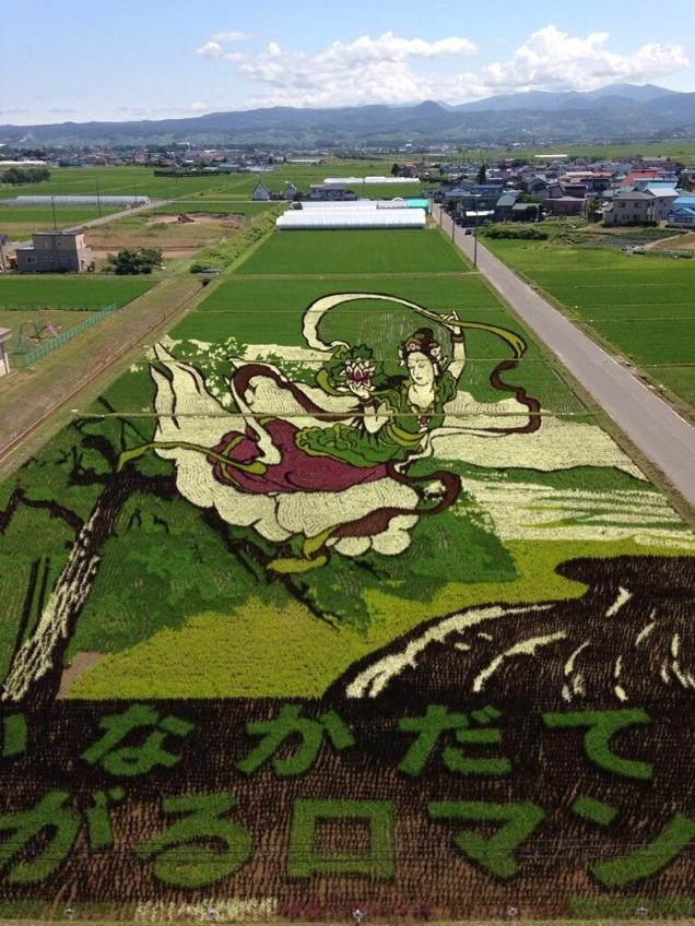 Творческие рисовые поля