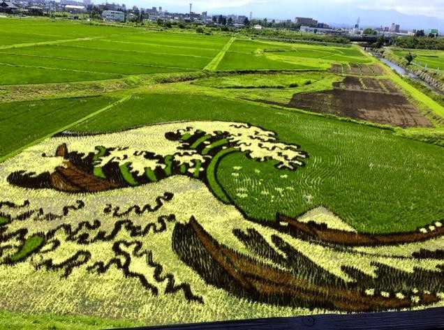 Творческие рисовые поля