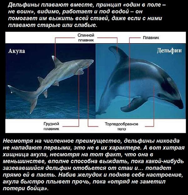 Дельфины и акулы