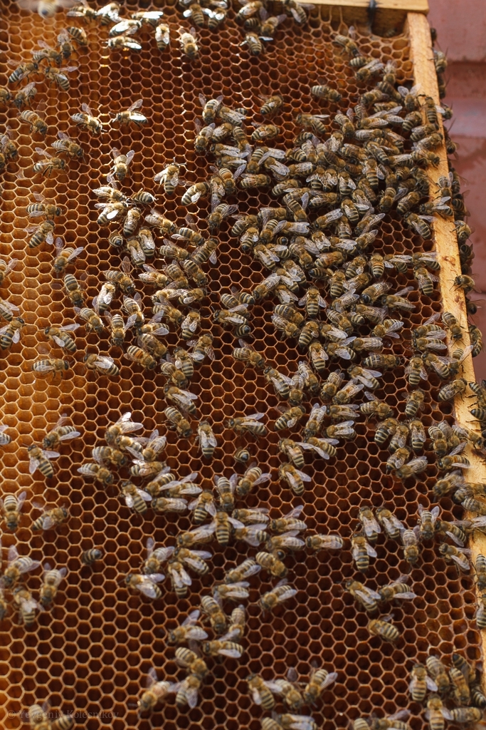 Пчёлы. История одного дня. HD1080p