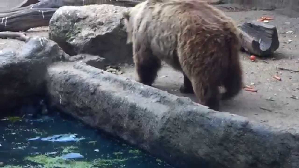 Мишка спасает тонущую ворону 