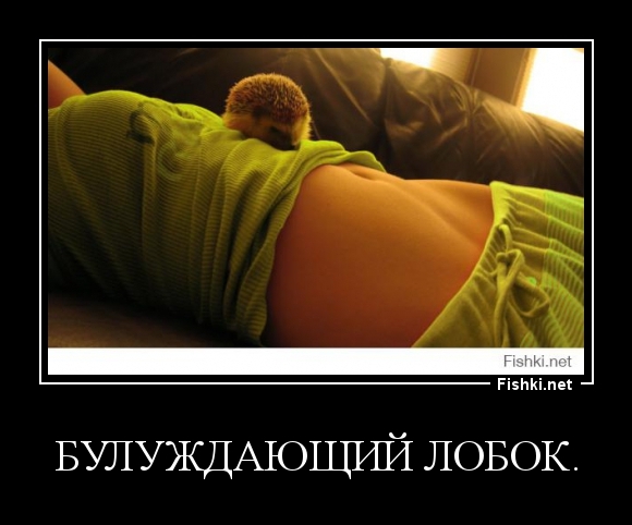 Булуждающий лобок.
