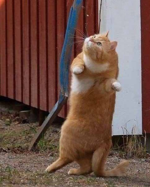 Кошки танцуют))