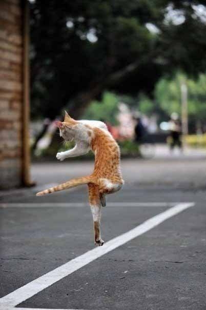 Кошки танцуют))