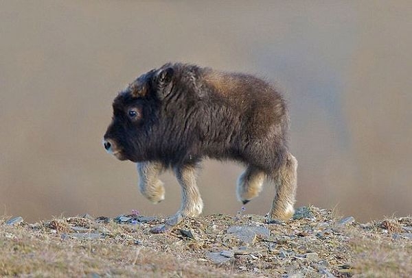 Если бы у земных животных не было шеи