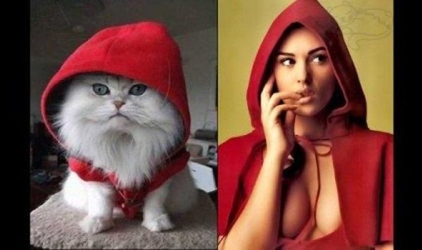 Очаровательные коты, воссоздающие фотографии моделей