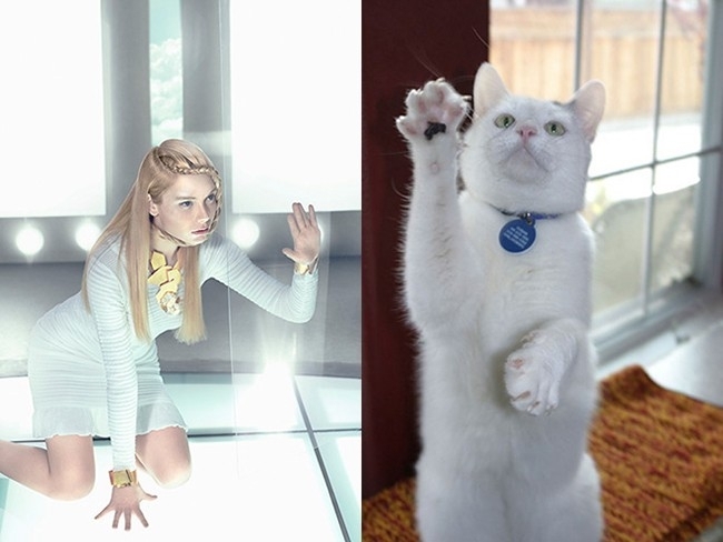 Очаровательные коты, воссоздающие фотографии моделей