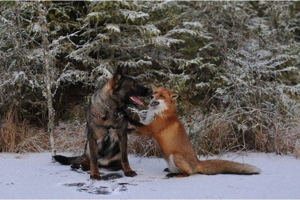 В Норвегии дикий лис подружился с собакой