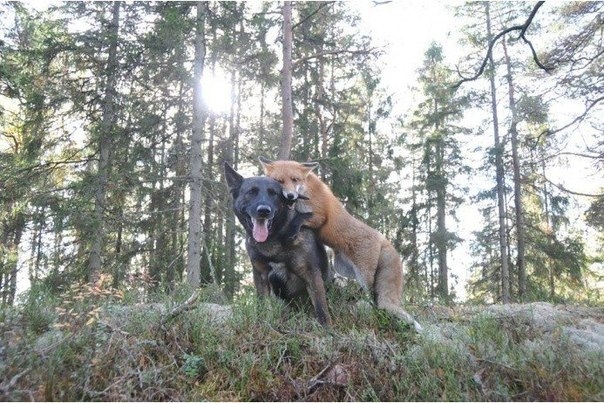 В Норвегии дикий лис подружился с собакой