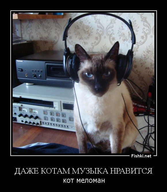 Даже котам музыка нравится