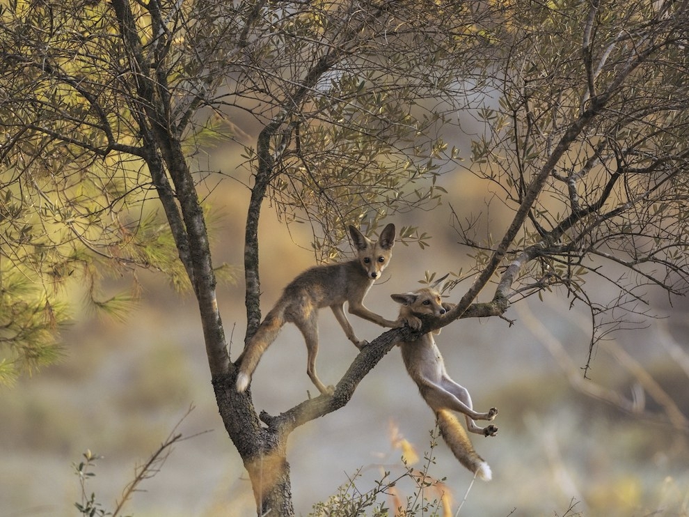 Фотографии National Geographic