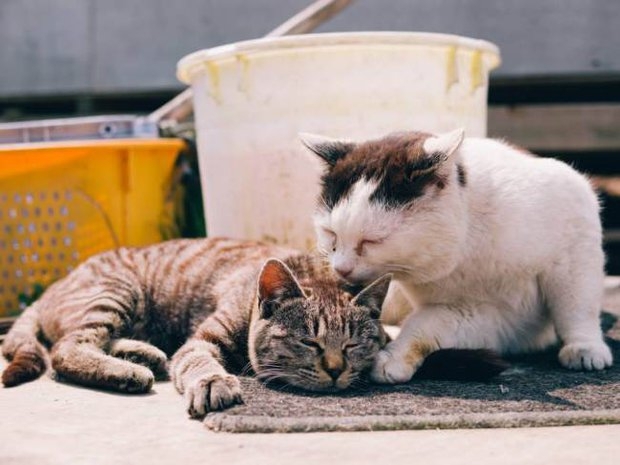 Усатый рай: остров в Японии, где котов больше, чем людей. 