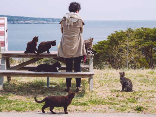 Усатый рай: остров в Японии, где котов больше, чем людей. 