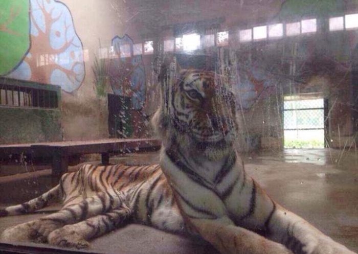 Страшно худой тигр