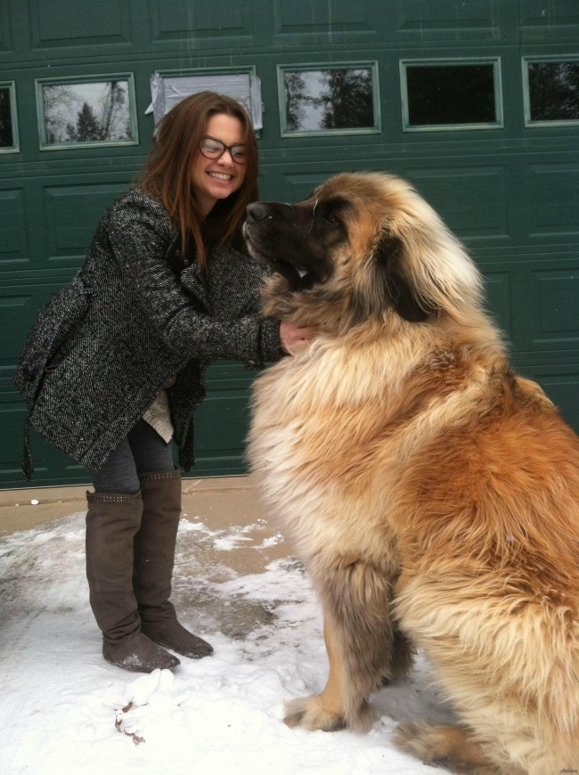 20 огромных собак, которые все еще щенки в душе