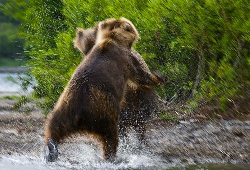 Камчатка Жизнь медведей