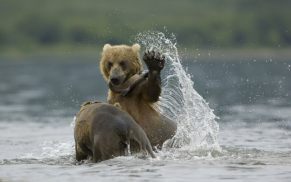 Камчатка Жизнь медведей