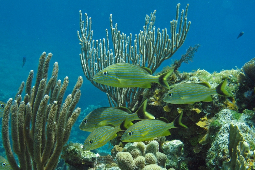 Самые удивительные коралловые рифы