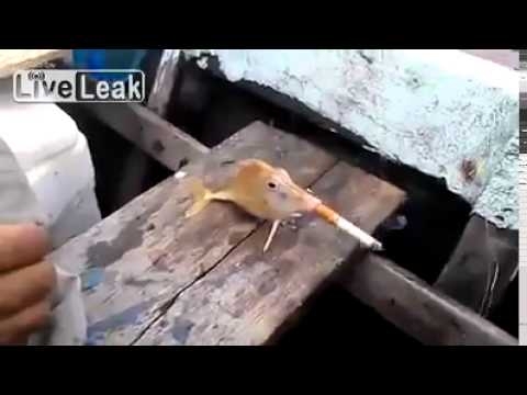 Видеоролик с курящей рыбой возмутил зоозащитников 