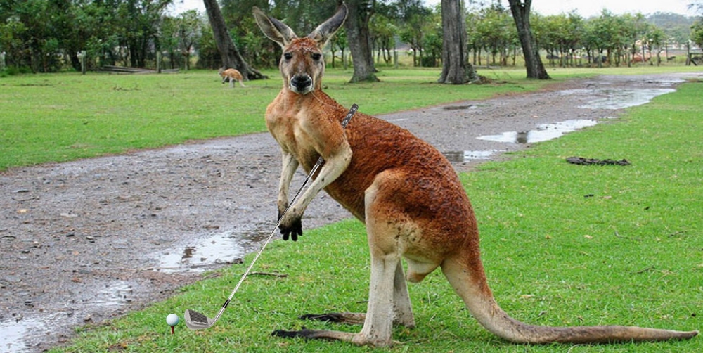 Породистый кенгуру играет в гольф