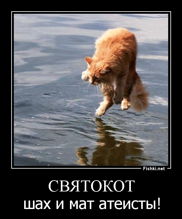 СвятоКОТ