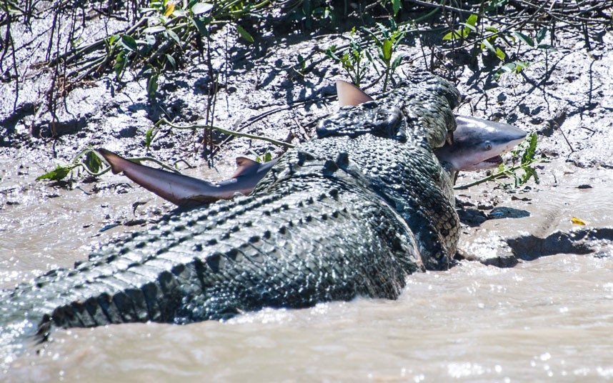 Крокодил за трапезой