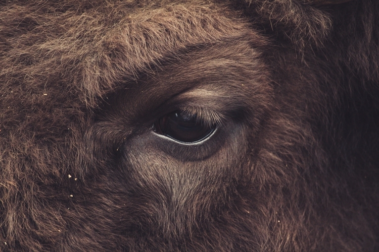 Глаза животных 