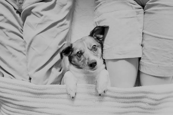 Оригинальная фотосессия с новорожденным... псом 
