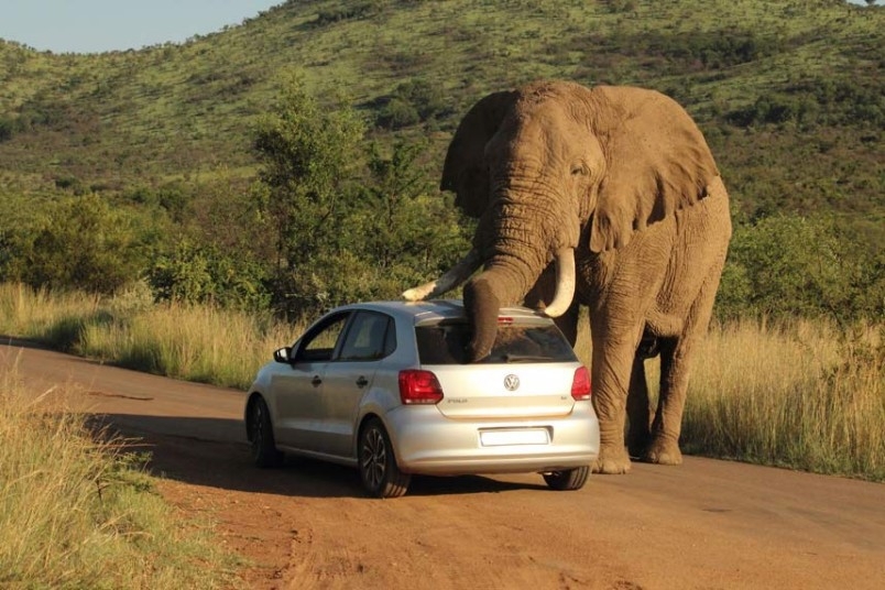 Слон напугал посетителей заповедника