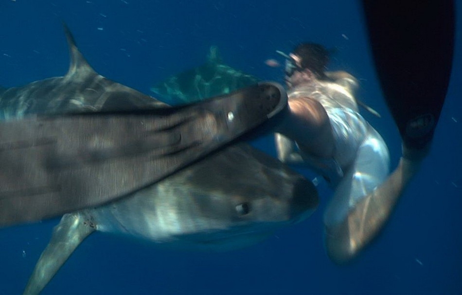 Встреча с акулами