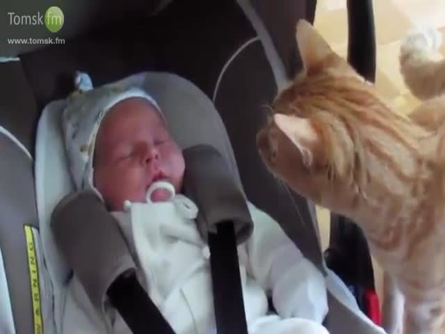 Реакция кота, который первый раз увидел ребенка 