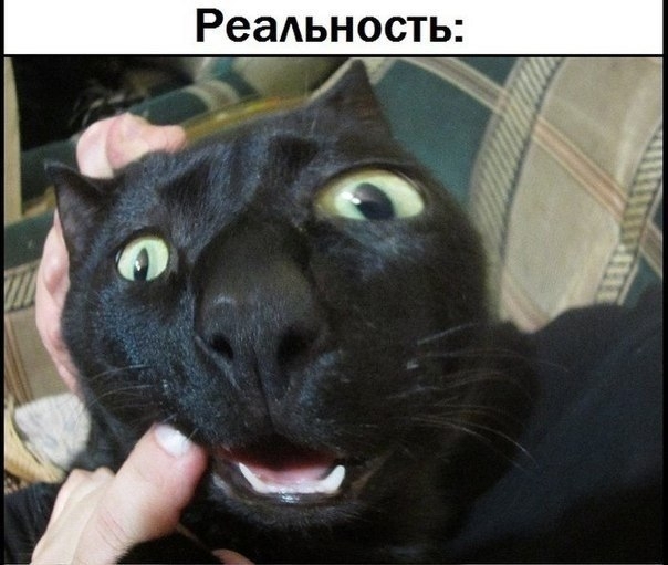 Фото кота в режиме "рыбий глаз" )))