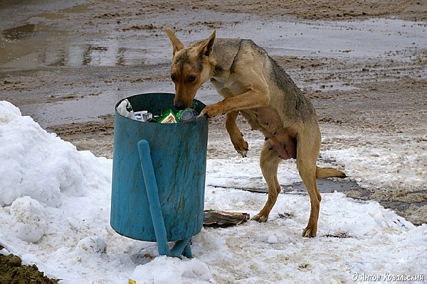 Собака и мусор, собака ищет, что поесть в мусорном пакете 