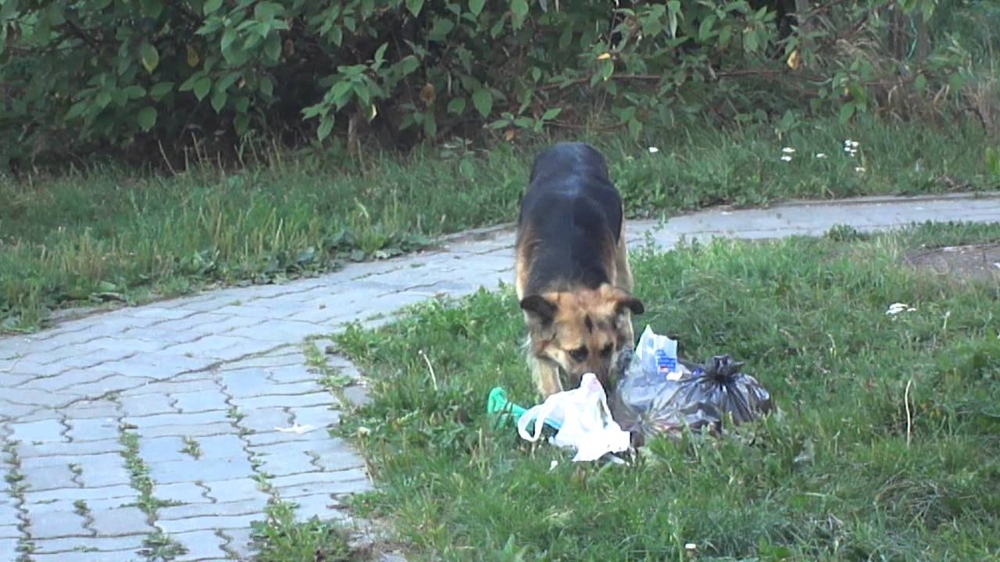 Собака и мусор, собака ищет, что поесть в мусорном пакете  