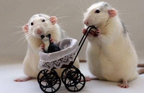 Фотосессия крыс