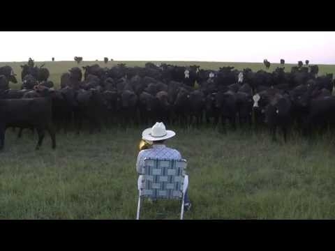 В Сети набирает популярность видео с подпевающими фермеру коровами  